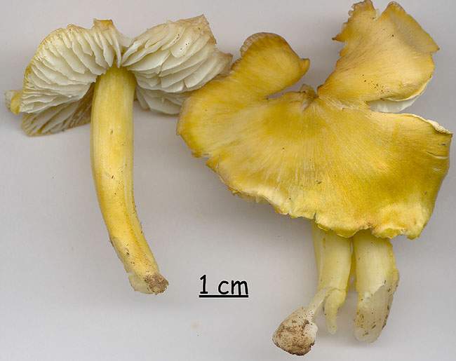 Hygrocybe citrinovirens